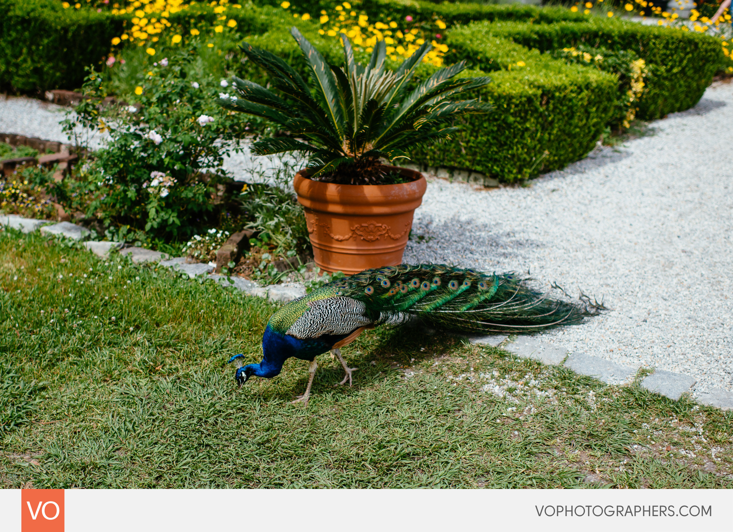 Magnolia Plantation South Carolina Wedding
